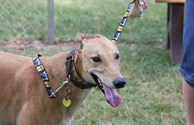 A Happy Hound