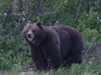 Wildlife viewing Photo