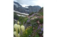Glacier Wildflowers