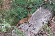 Glacier's Abundant Wildlife