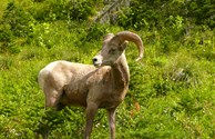 Rocky Mountain Sheep