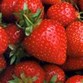 Strawberry festival Photo
