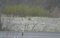 Wildlife