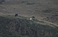 Mountain Goat