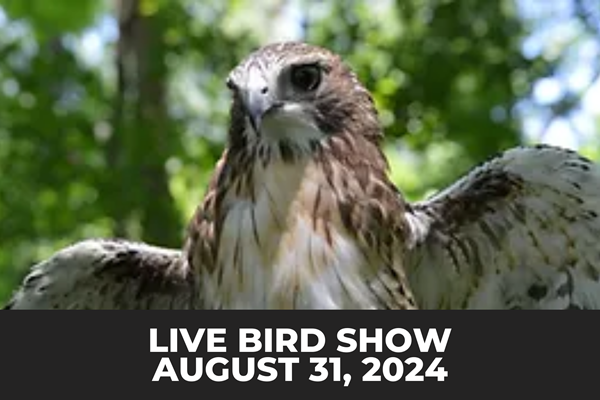 Live Bird Show Photo