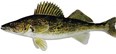 Fishing Photo