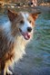 Interactive Dog Park Photo