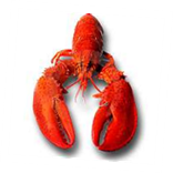 Lobster Mini Season - Last Wednesday & Thursday of July Photo