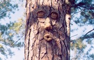 Whistling Pine