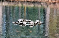 Turtle Island