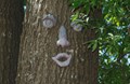Laughing Willow