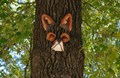 Red Fox Oak
