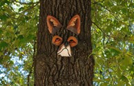 Red Fox Oak