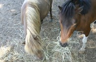 Campers Love our Miniature Horses