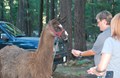 Do we charge for Llama?