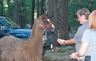 Do we charge for Llama?