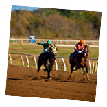 Horse Racing Photo