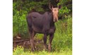 Moose on the road side near the campground