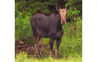 Moose on the road side near the campground