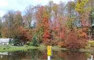 Pond view