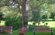 Relax under Grandma willow