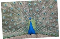 Beautiful As A Peacock.