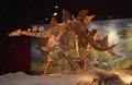 Interactive Museum Displays