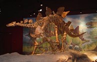 Interactive Museum Displays