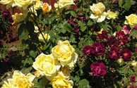 From Our Rose Garden