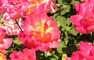 From Our Rose Garden