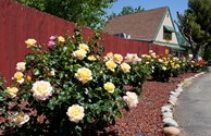 From Our Rose Garden