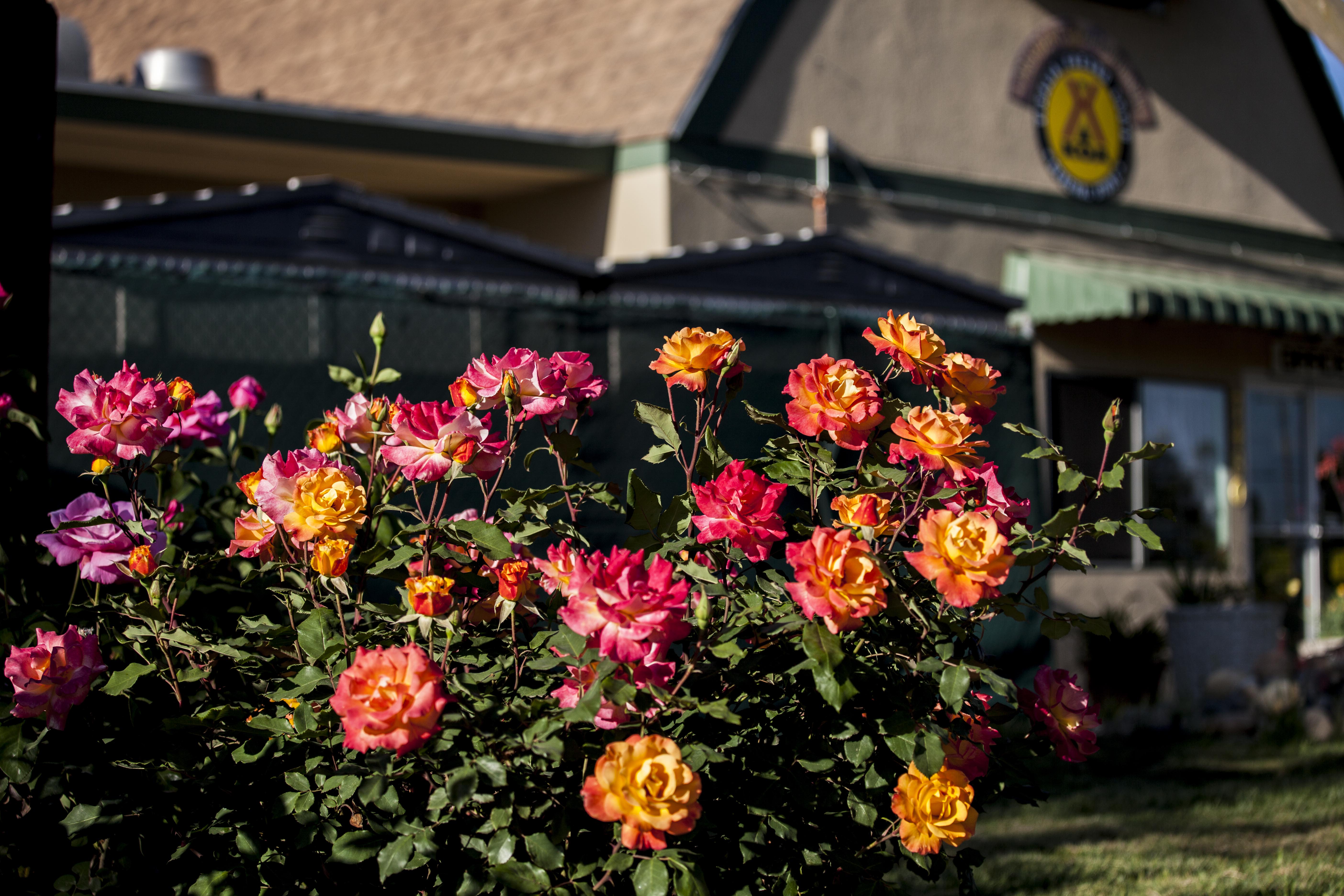 From Our Rose Garden