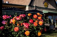 From Our Rose Garden