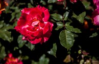 From Our Rose Garden
