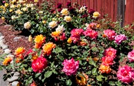 From Our Rose Garden