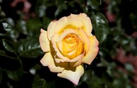 From Our Rose Garden