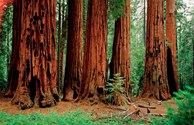 Big Trees