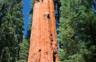 Giant Sequoia Tree