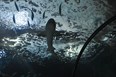 Oregon Coast Aquarium Photo