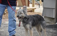We love our k-9 kampers!