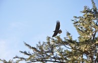 Bald Eagles Like Our KOA too!