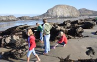 Lots to see at local tidepools