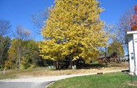Fall is coming