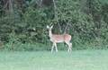 Wildlife1