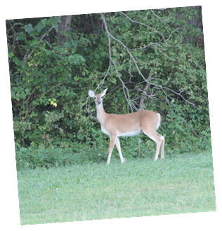 Wildlife1