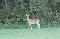 Wildlife1