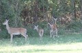 Wildlife2