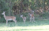 Wildlife2