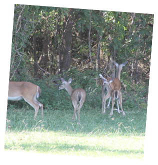 Wildlife2
