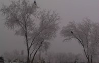 Beautiful trees